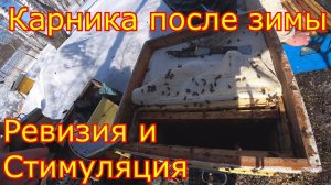 Семьи Карника после зимы. Ранняя стимуляция!