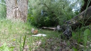 Чем кормить белок в парке