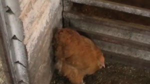 Куры синь синь дянь,несут зеленое яйцо