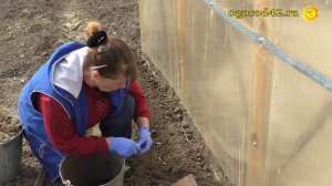 Посадка ярового чеснока в начале мая