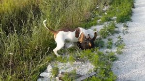 Амбуль vs такса