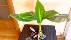 ✅?Уход за бананом в домашних условиях 2022