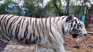 Изумительный Зоопарк «Лимпопо» г. Нижний Новгород. Amazing Zoo "Limpopo" Nizhny Novgorod