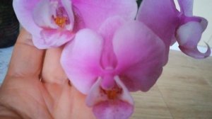 ЦВЕТЕНИЕ ФАЛЕНОПСИСА ЛЕДИ МАРГАРЕТ 2.❣️??#orhids #PHALAENOPSIS #ORJIDEA#FLOR ??❤️❣️