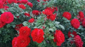 Rabelais ( MEInusian ) / Meilland 1998 descripción por Mauro Zuzul - roses - rosiers - rosas - роз