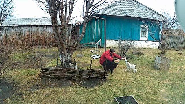 Маленькие барашки пьют с соски смотреть онлайн