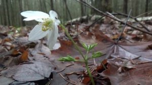 Загонная охота