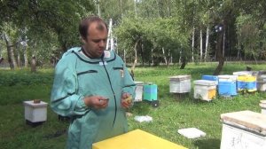 Получение племенных пчеломаток КАРНИКА и БАКФАСТ от заводчиков из ГЕРМАНИИ