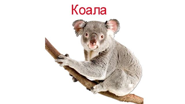 Дикие животные #Австралии #Развивающие мультики смотреть онлайн