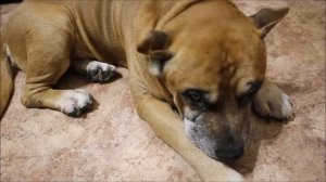 Старый стаффордширский терьер – 13 лет