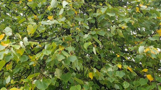 Обзор влогов \ Семья в городе Life \ Елена Ильичева \ У Лены психическое расстройство? \ День Сурк смотреть онлайн