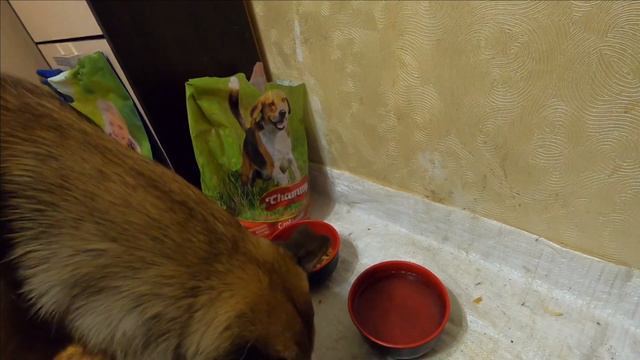 РЫЖИК КОРЫ МОЧИТ / Жизнь в Ялте смотреть онлайн