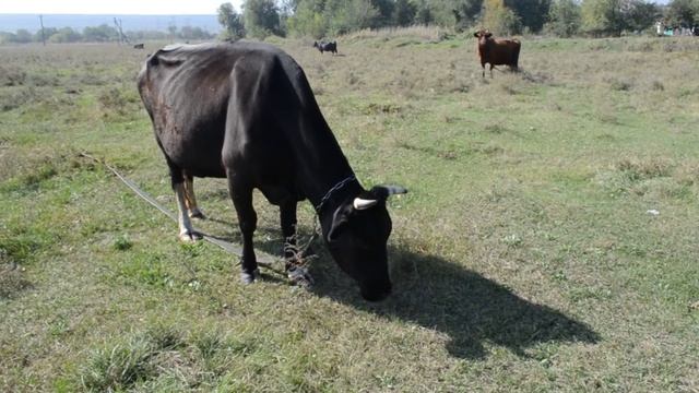 Черная корова пасется на лугу смотреть онлайн