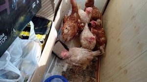 Я в панике! Купила кур - несушек.