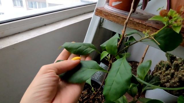 ЦВЕТОЧНЫЙ ВЛОГ 2| Комнатные растения. Джунгли дома. Обзор растений в коллекции.