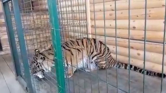 Тигр поймал рыбу/ Tiger caught a fish, #tiger #тигр смотреть онлайн