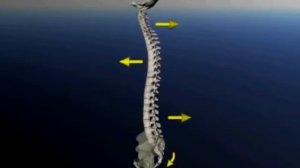 Краниосакральный ритм позвоночника