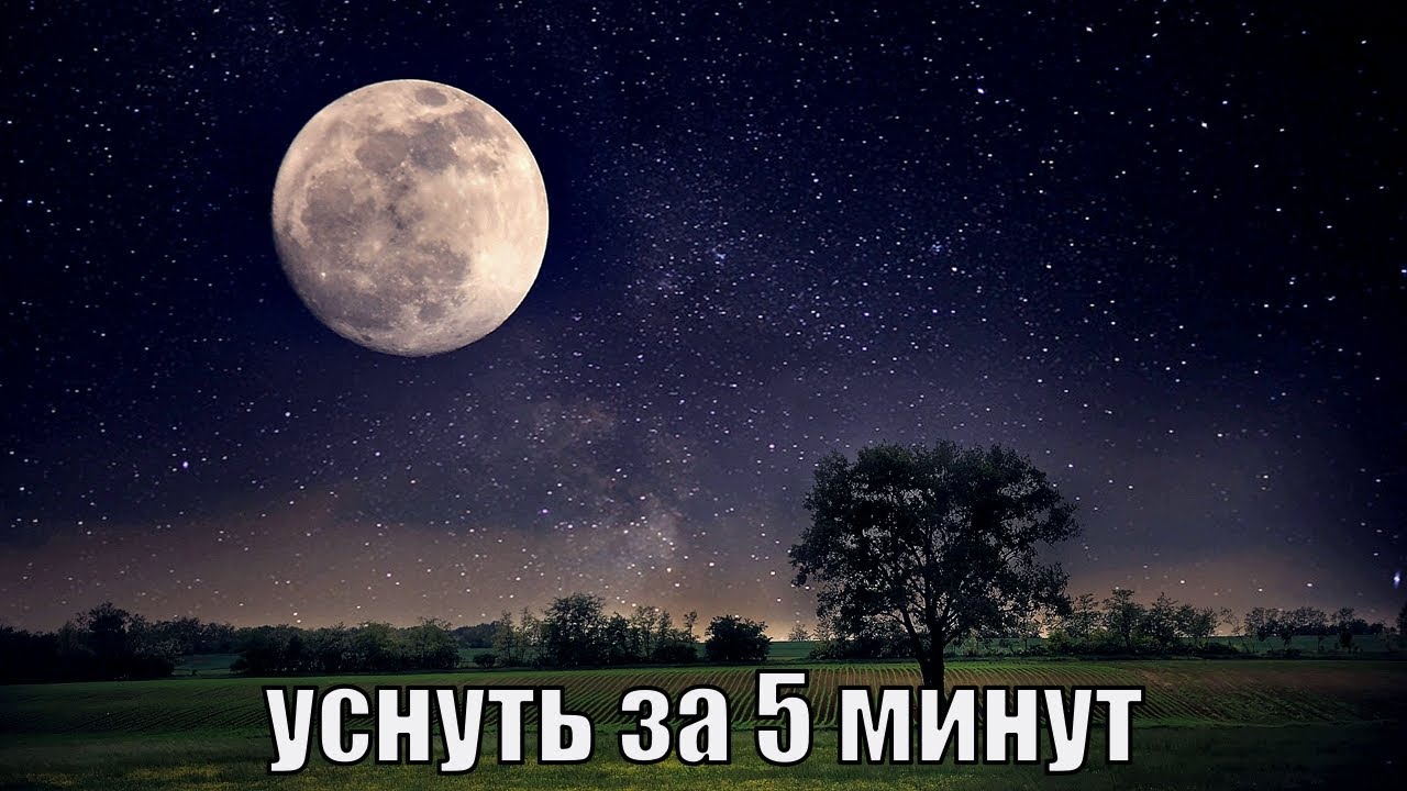 Музыка для сна птицы