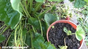 Земклуника: КУПЧИХА и СТУДЕНЧЕСКАЯ/ Обзор/ Отзыв/ Супер ягода/ #деревня #земклуникакупчиха #лето