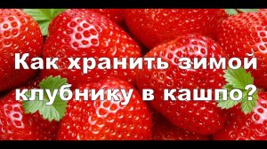 КАК ХРАНИТЬ ЗИМОЙ КЛУБНИКУ В КАШПО