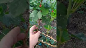 Виноград в теплице 2 на 19.08.2021 года. г.Ангарск