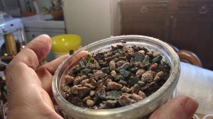 Идём в гости в "детский сад"! Или цикламеновая малышня!