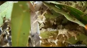 Муравьи против ос