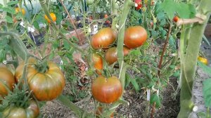 Томат "Ананас зебра" Ananas Zebra 2,9 кг с куста. Потрясающе красивый и вкусный помидор