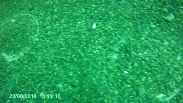 Погружение на 20м. Приморский край осень 2019.Так прячется приморский гребешок!
