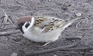 Полевой воробей(отличается от домового воробья черными пятнами на щеках), Passer montanus