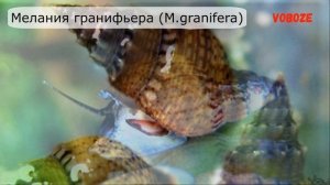 Улитки мелании, размножение, польза и вред, как избавиться. Улитки в аквариуме.