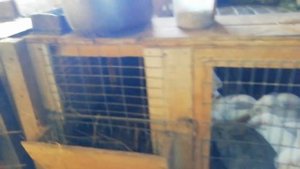 Как кормить кроликов. Зимнее содержание кроликов. Как обогревается сарай зимой.