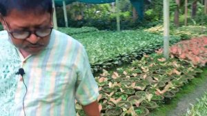 ||AGLAONEMA RED LADY VALENTINE PLANT|| নার্সারী ঘুরে এলাম |