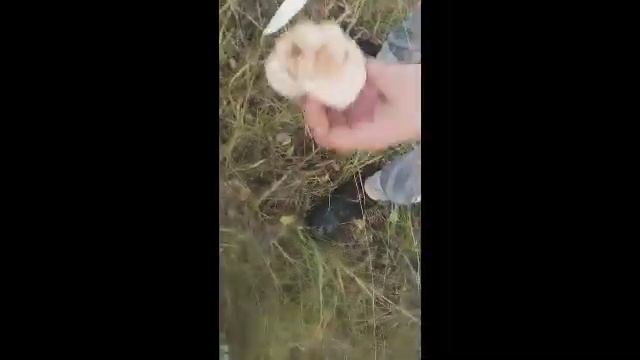 Поход в лес за грибами. Красота осени.
