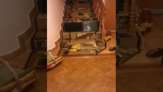 Агрессивная собака смотреть онлайн