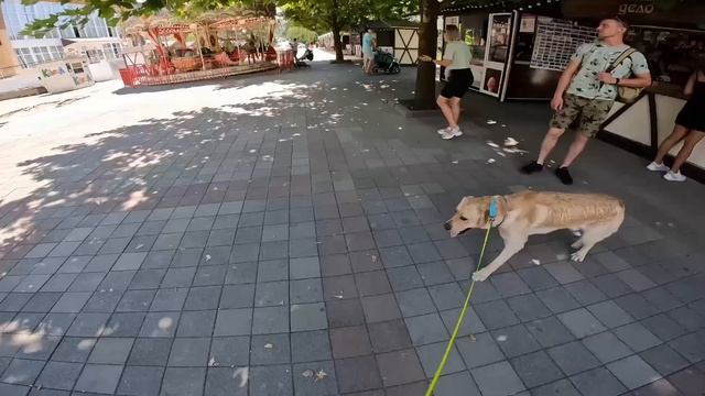 Дени приехал в Абрау-Дюрсо ??Нагло искупался в озере ? Пострелял из пушки в Новороссийске ? смотреть онлайн