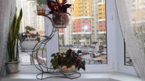 Какой должна быть ТЕМПЕРАТУРА для КОМНАТНЫХ РАСТЕНИЙ