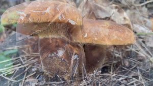 @gombavideo Bársonyostönkű cölöpgomba,Tapinella atrotomentosa,Velvet roll-rim,SamtfußHolzkrempling