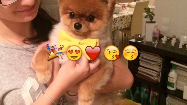 День Рождения моей собаки По кличке Кипер ? смотреть онлайн