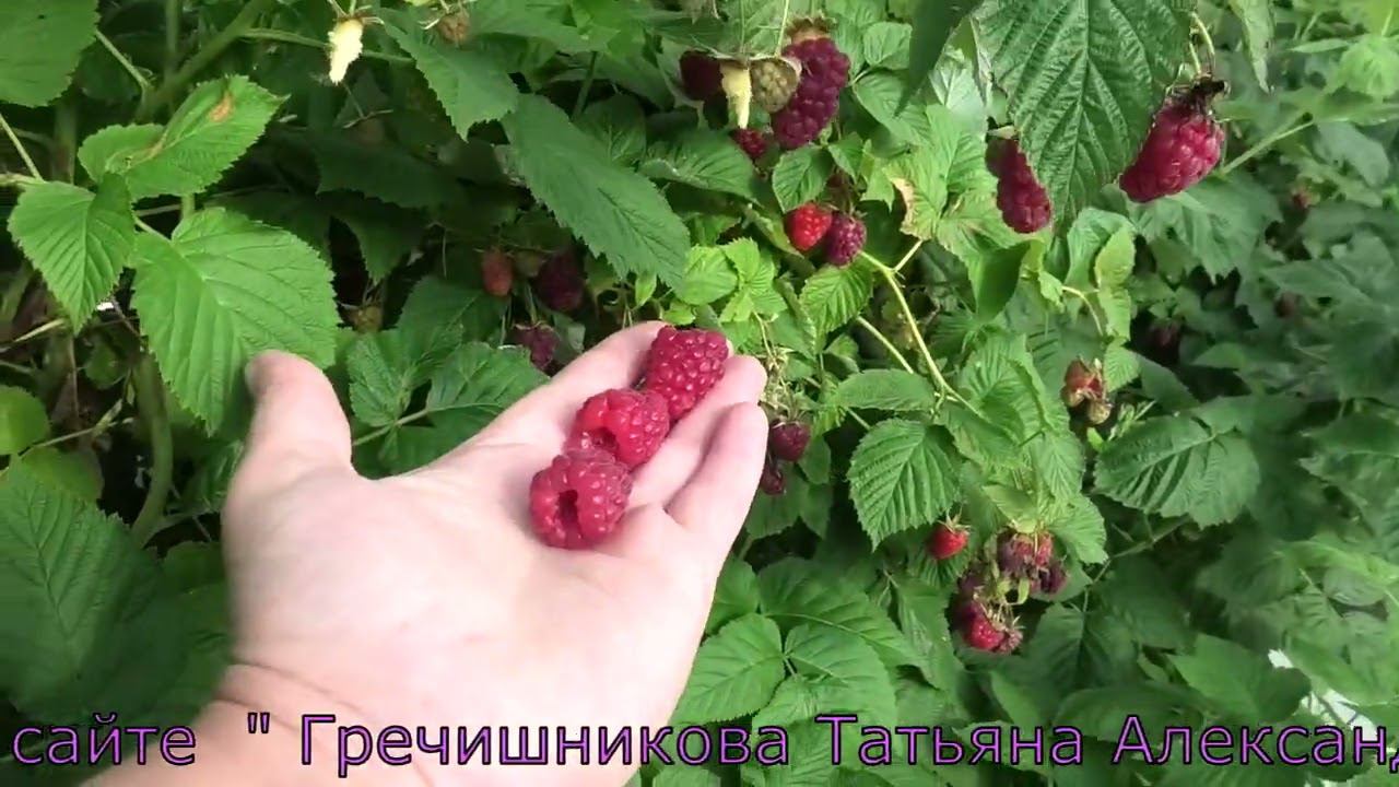 ЖАННА ОРЛЕАНСКАЯ позднеспелый сорт летней малины смотреть онлайн