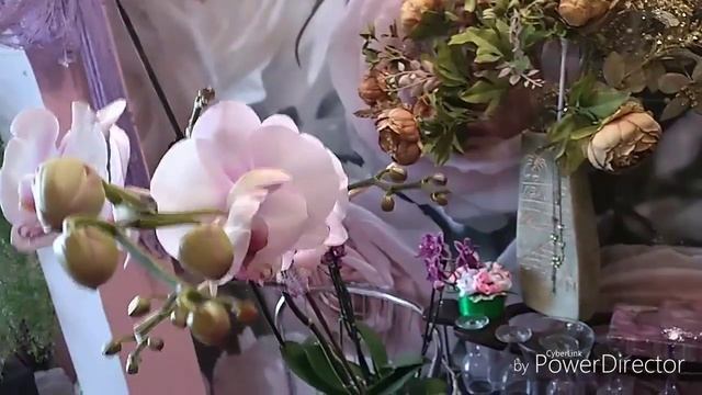 Как формировать ветвистые цветоносы на орхидеях! ??? смотреть онлайн