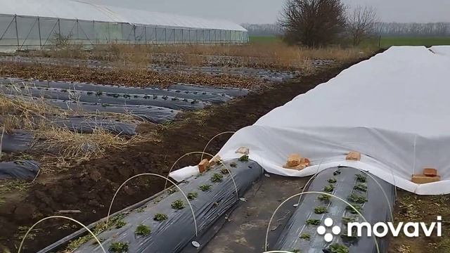 накрытие открытого грунта агроволокном смотреть онлайн