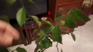 Фиксирую мандариновое дерево...