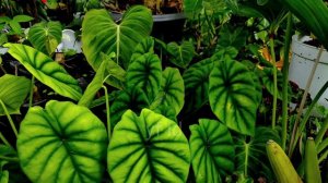 alocasia green shield, versi murahnya alocasia cuprea