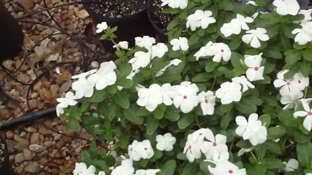 Catharanthus roseus.长春花 смотреть онлайн