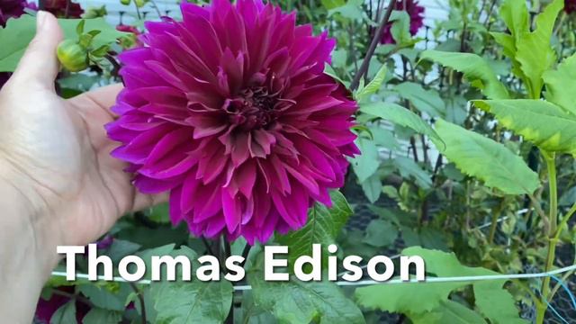 Garden Tour - September 2022 - Dahlias and Strawflowers - Flower Garden смотреть онлайн