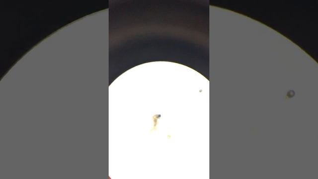 Hydra Attacking daphnia смотреть онлайн