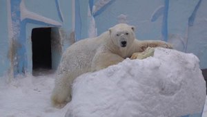 Кай. Представление с канистрой. 18.02.2022