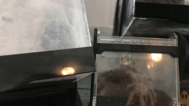 Влог я еду на выставку рептилий!еду во Владивосток Мега влог!🦎 смотреть онлайн