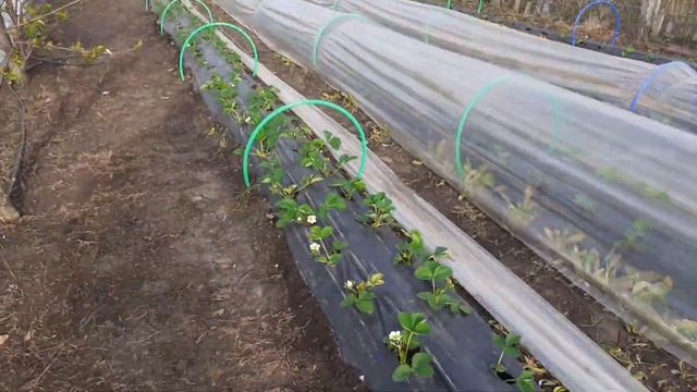 Стоет ли сажать клубнику в парники? Сравнение клери в открытом грунте и парниках смотреть онлайн